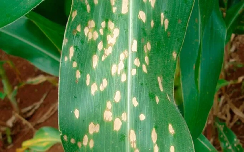 Fungicida detém avanço de cercospora, turcicum e ferrugem polissora