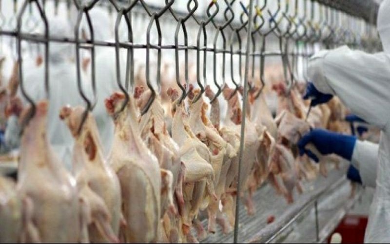 Exportações de carne de frango crescem