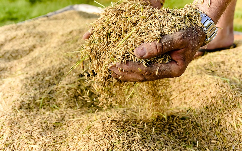 Preços do arroz começam a apresentar leve desvalorização