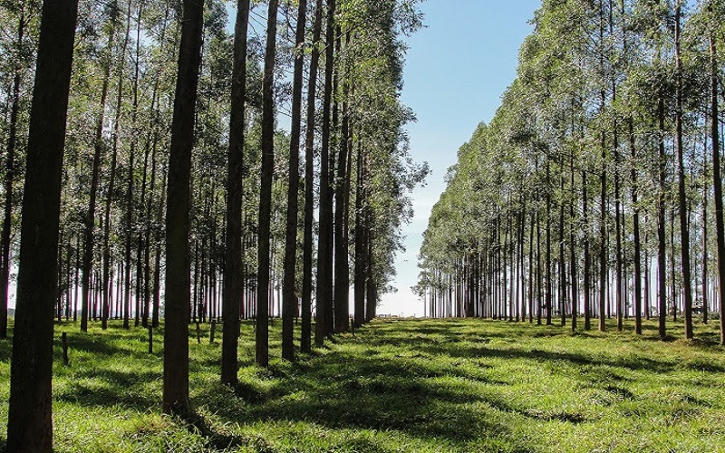 Árvores em sistemas integrados