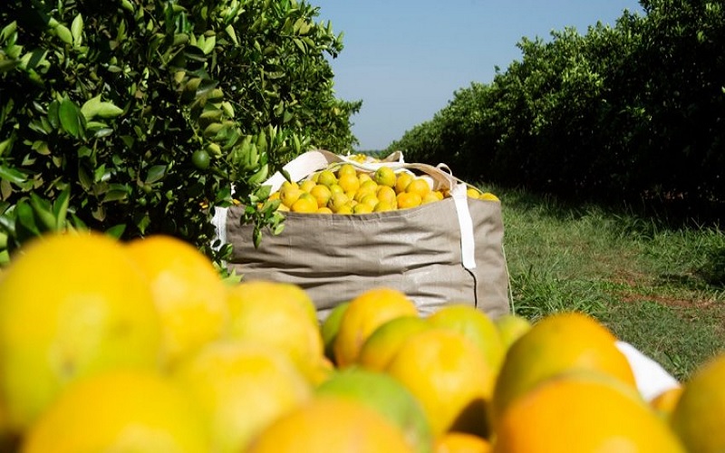 Safra 2021 2022 de laranja deve crescer 9,51%