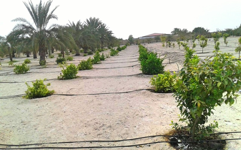 Produzir lavouras no deserto já é realidade