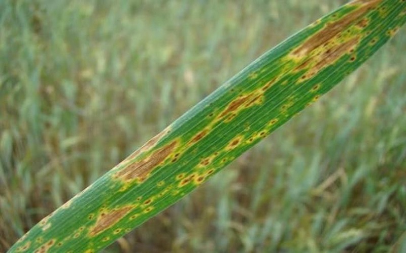 Mancha amarela do trigo