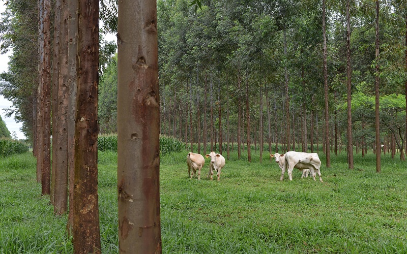 Agropecuária brasileira ajuda a salvar o planeta