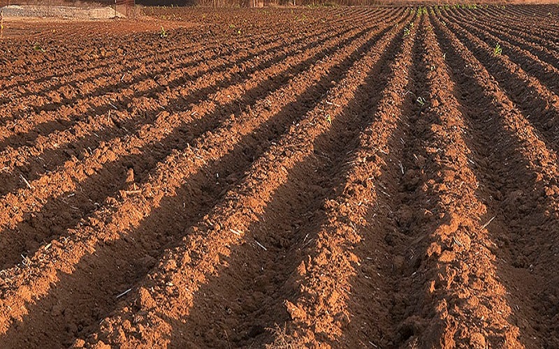 Começou hoje o vazio sanitário da soja no Paraná