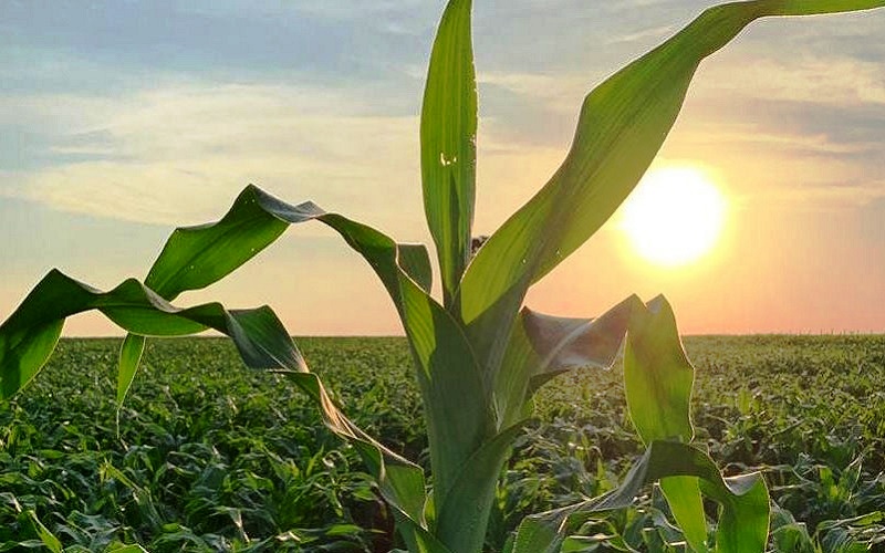 Agricultura natural está ganhando força no Brasil