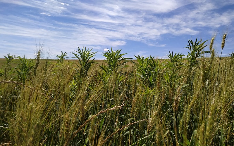 Trigo (Triticum aestivum) no manejo de buva