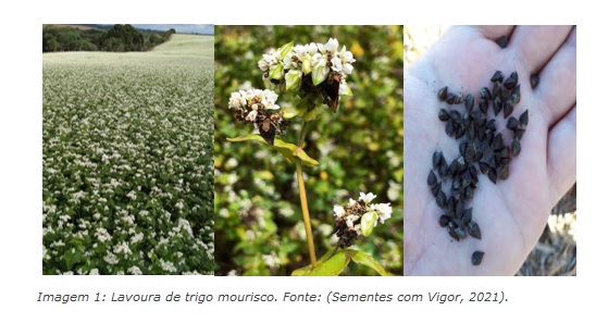 Rotação de culturas com trigo mourisco