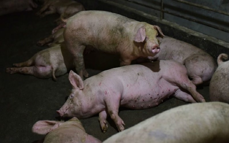Controle da peste suína africana na China segue complicado