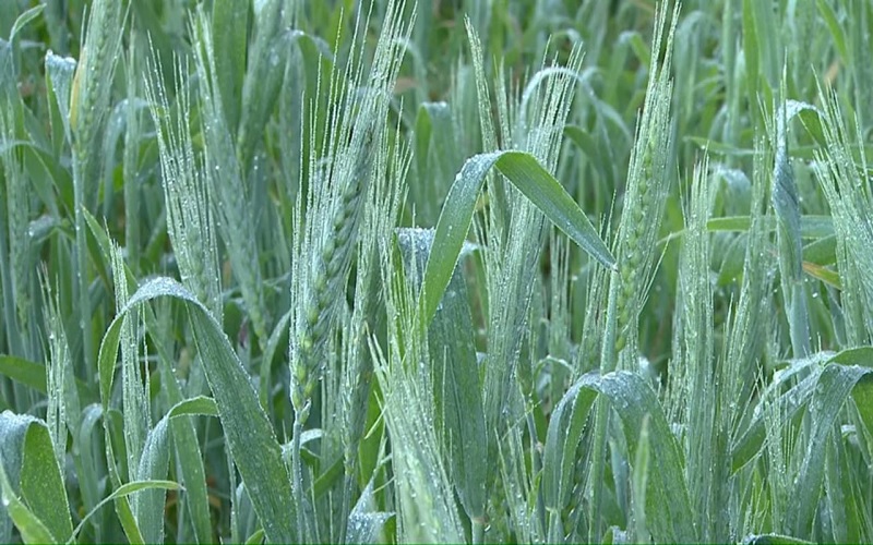 Efeito da geada no trigo e planta daninhas