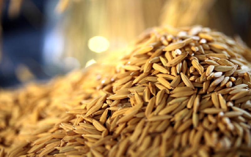 Indicador do arroz retoma patamar de 73/sc