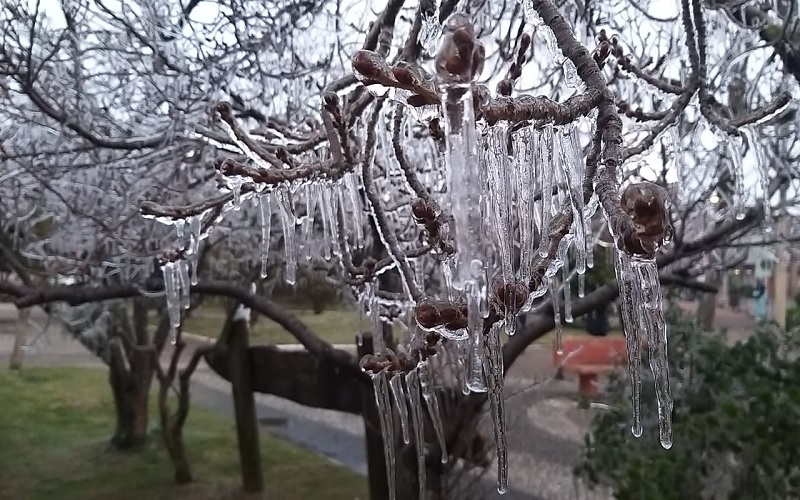 Irrigação contribuindo na produção de frutas durante o inverno
