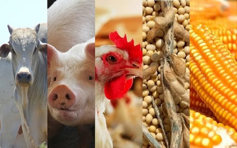 suínos, boi, frango, farelo de soja e milho