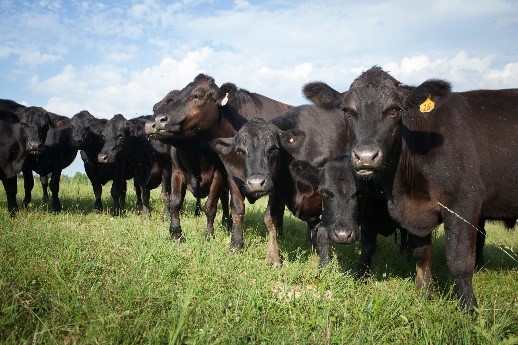 Associação de antimicrobiano com anti-inflamatório aumenta eficácia de tratamentos contra infecções em bovinos