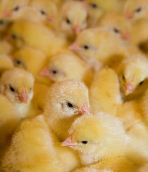 Variante brasileira do vírus de Gumboro, cepa G15 afeta desempenho zootécnico de aves e impacta produção