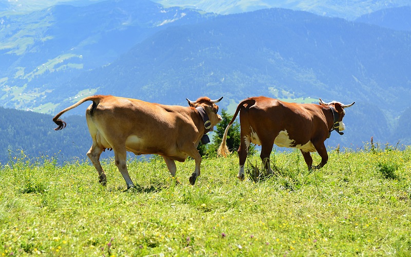 Casos de vaca louca