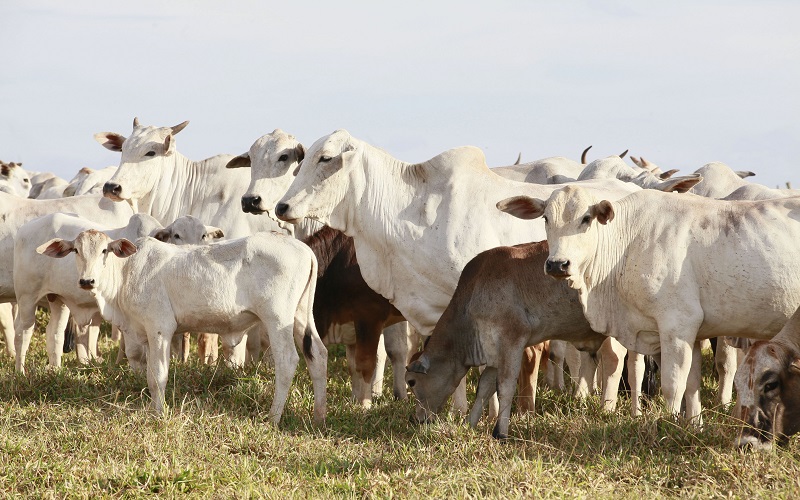 novilhas paridas