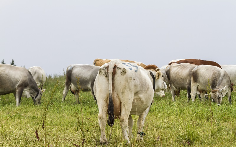 vacas