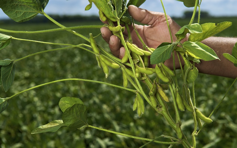 Insumos agrícolas coloca em risco a safra
