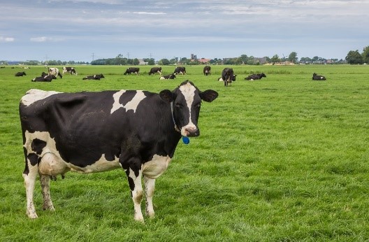 Perda de 20% na produção: os impactos da mosca-dos-chifres na pecuária leiteira