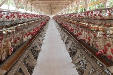 Salmonella em aves: cuidados para escolher a melhor vacina inativada