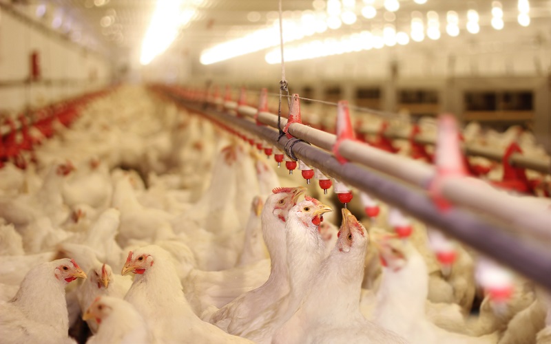 Conab estima exportações recordes de aves e suínos