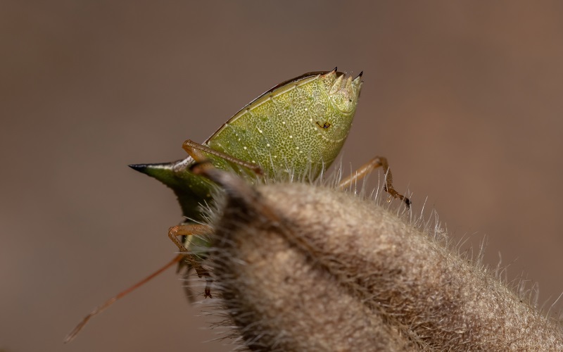 percevejo barriga-verde