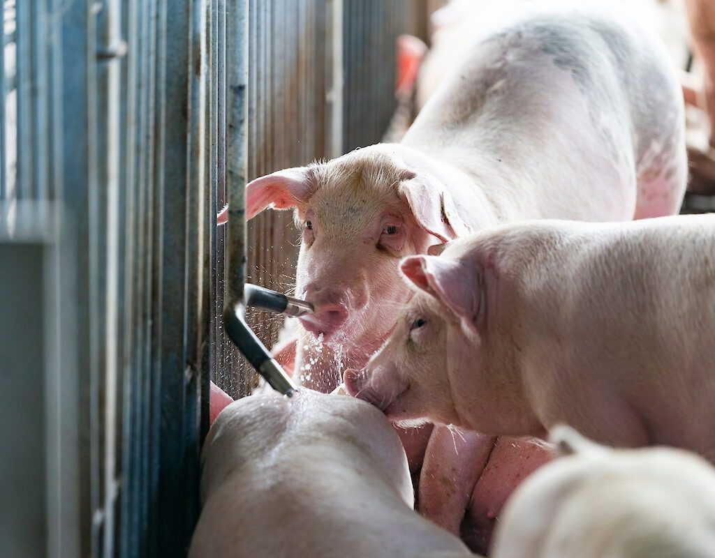 Qualidade da água afeta o desenvolvimento dos suínos e a produtividade das granjas, alerta médica veterinária da Auster Nutrição Animal
