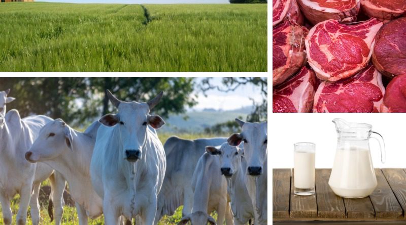 A produção de carne e leite de qualidade é consequência de um trabalho que começa primeiramente na terra. Aprenda como ter uma boa pastagem.