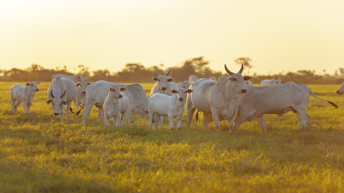 arroba da vaca