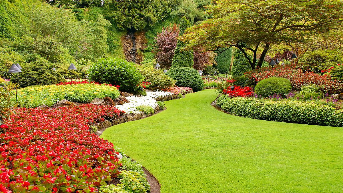 plantas