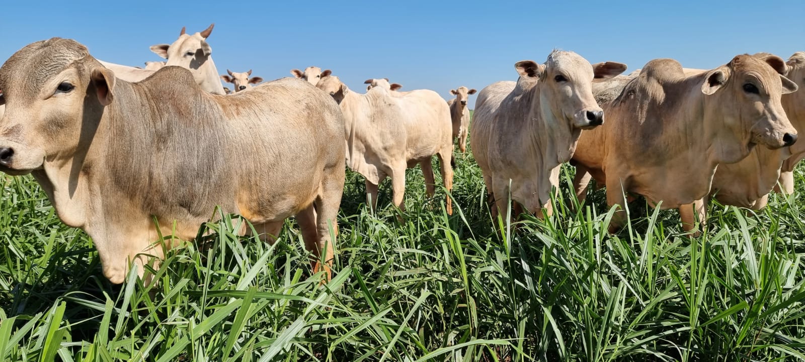Nutrição de qualidade otimiza produção de bezerros, destaca Trouw Nutrition no 6º Simpósio Repronutri, em Campo Grande