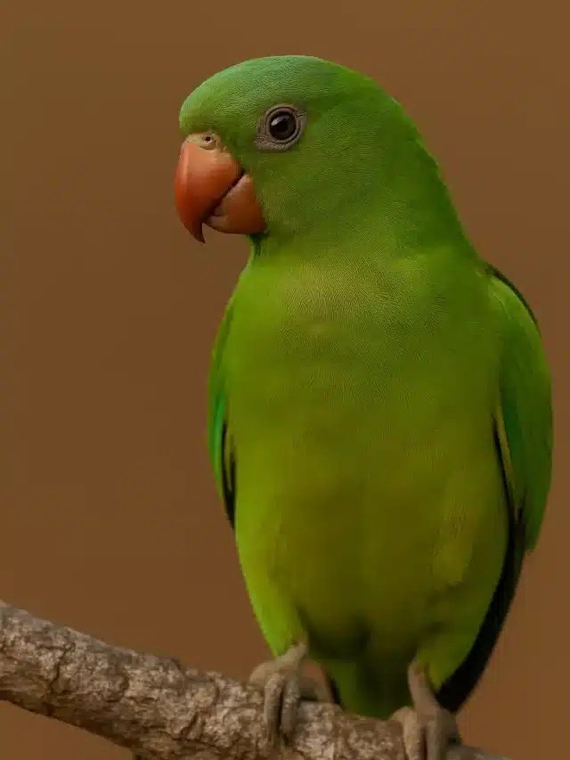 Maritaca (2)