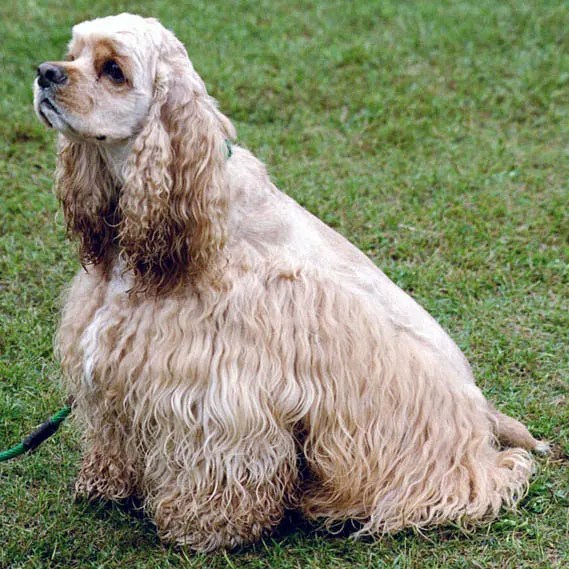 Cocker Spaniel Americano: O Companheiro Perfeito Para Sua Família