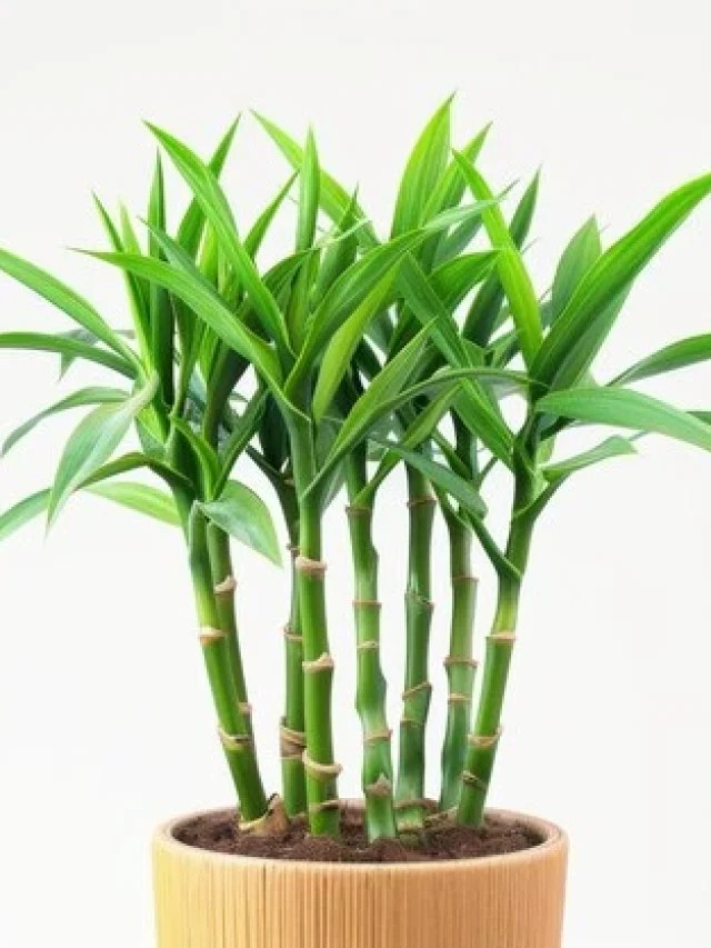 Bambu da Sorte - Foto by Freepik