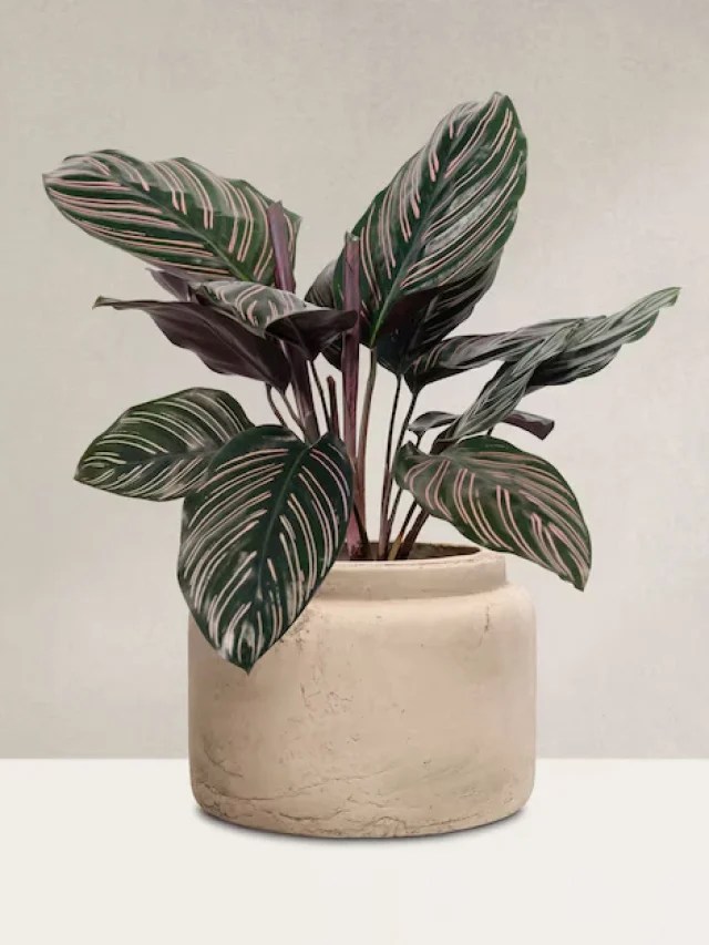 Calatéia - Plantas que absorvem umidade