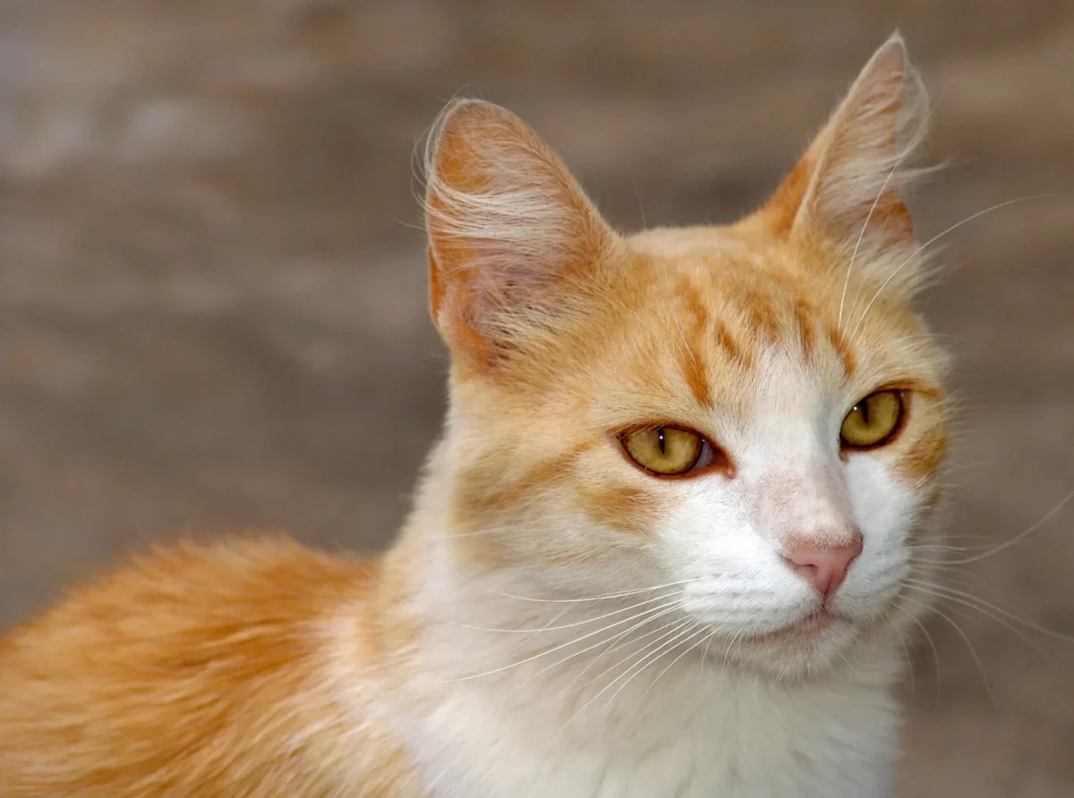 Gatos e o Sabor Doce – Por que Eles Não Sentem o Gosto?