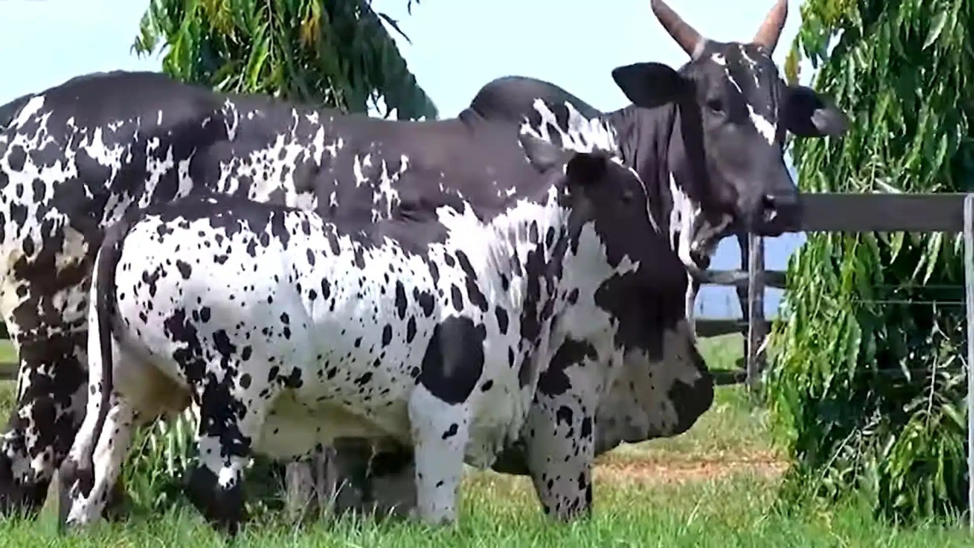 Preço da vaca gorda: Veja onde a arroba está mais valorizada