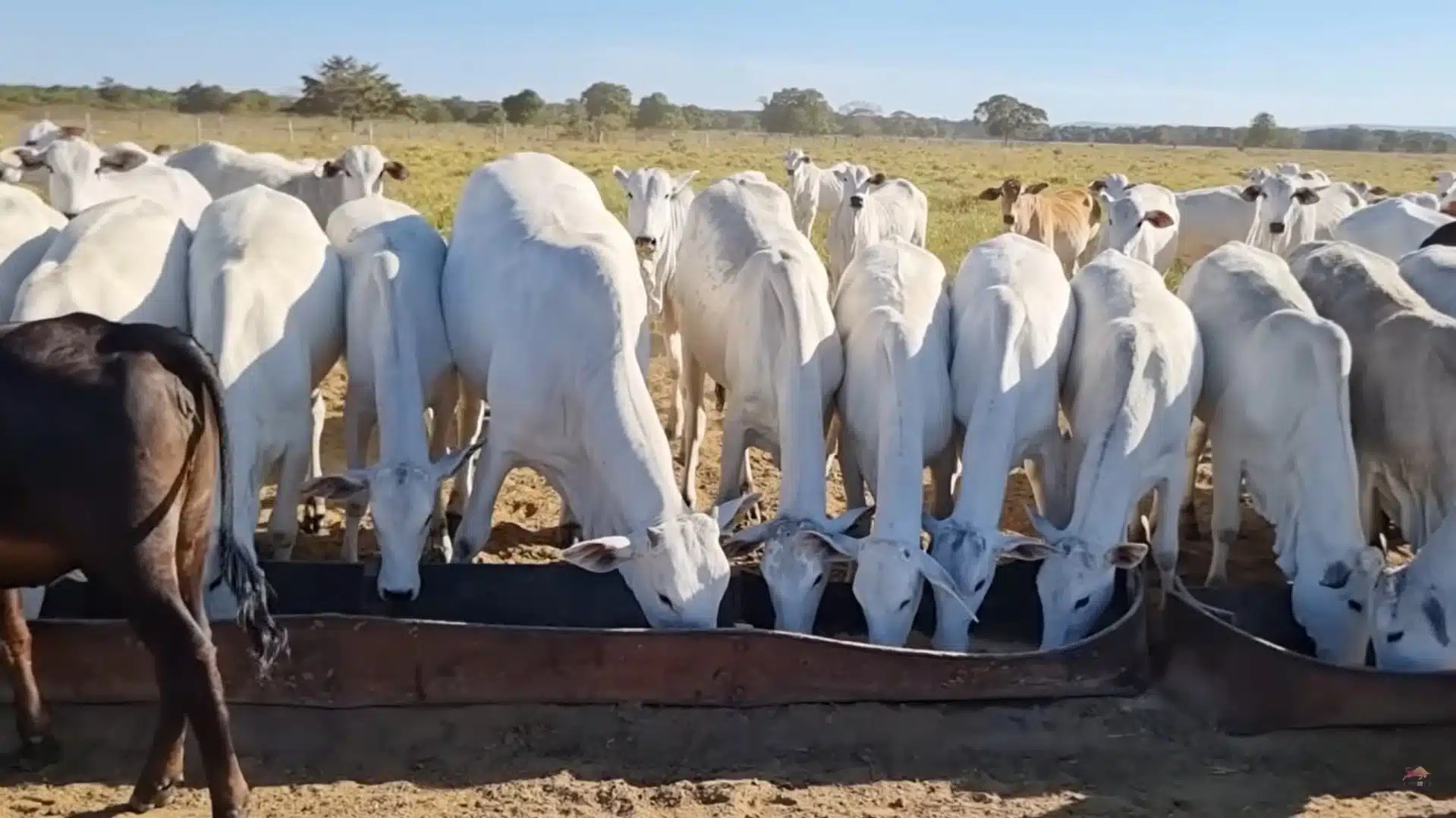 Vaca gorda dispara em MS e MT; veja cotações por estado