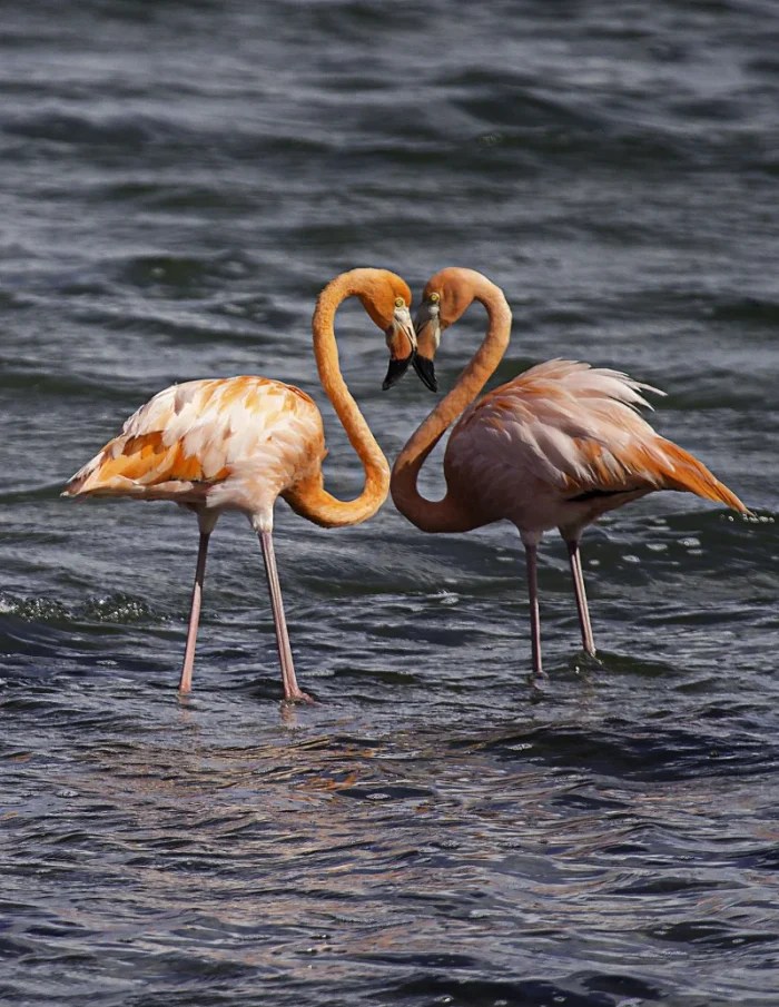 Animais com Penas – Descubra as Aves Mais Incríveis do Mundo