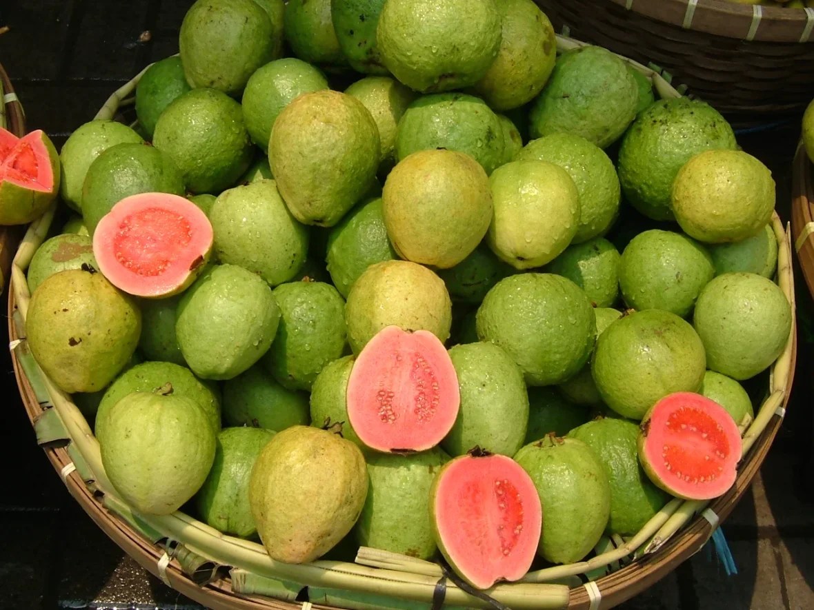 Cultivar goiaba: Guia prático para plantio e manejo