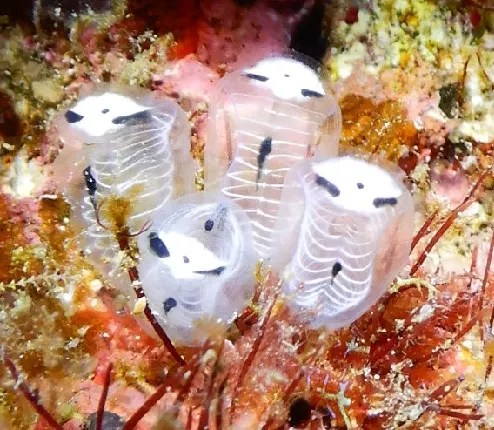 Panda-esqueleto-do-mar intriga cientistas com aparência única