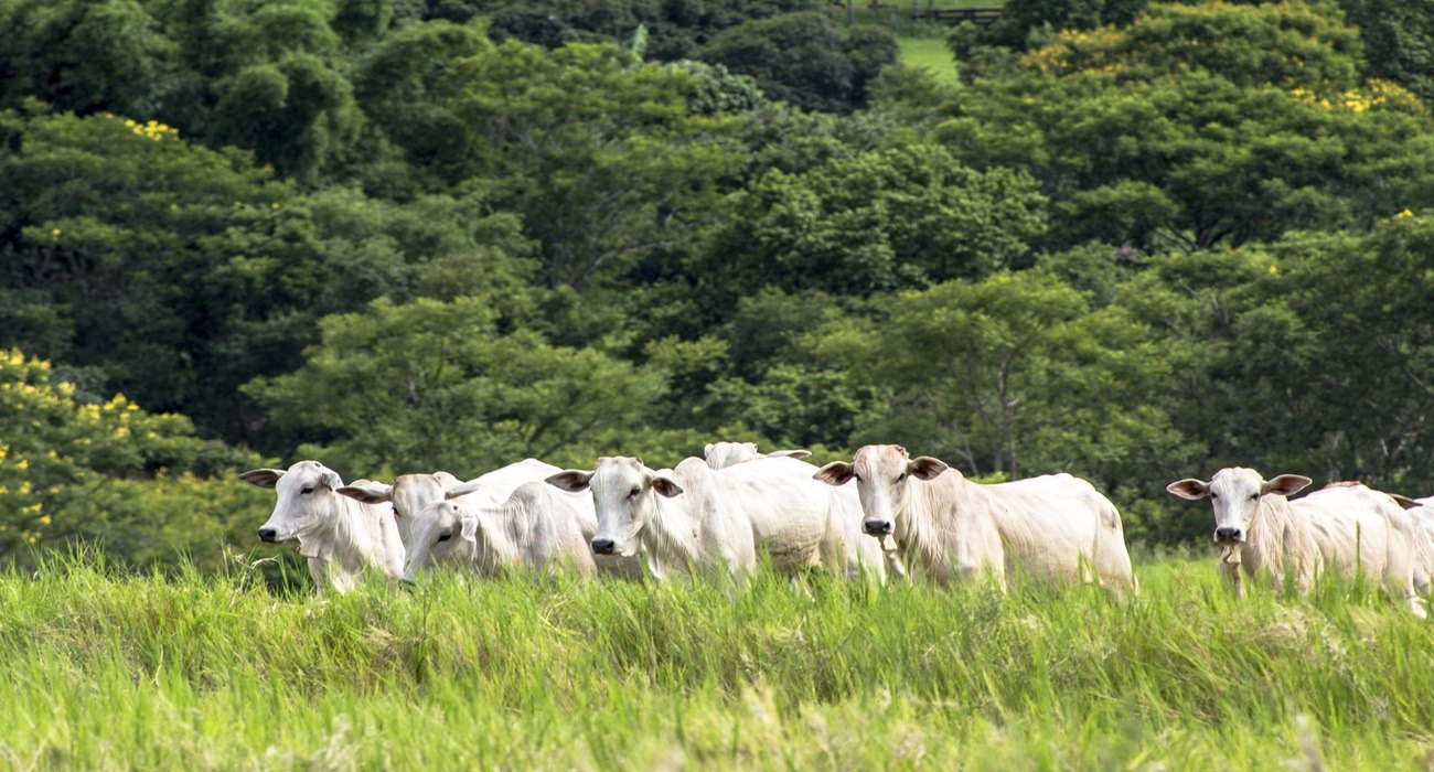 vaca