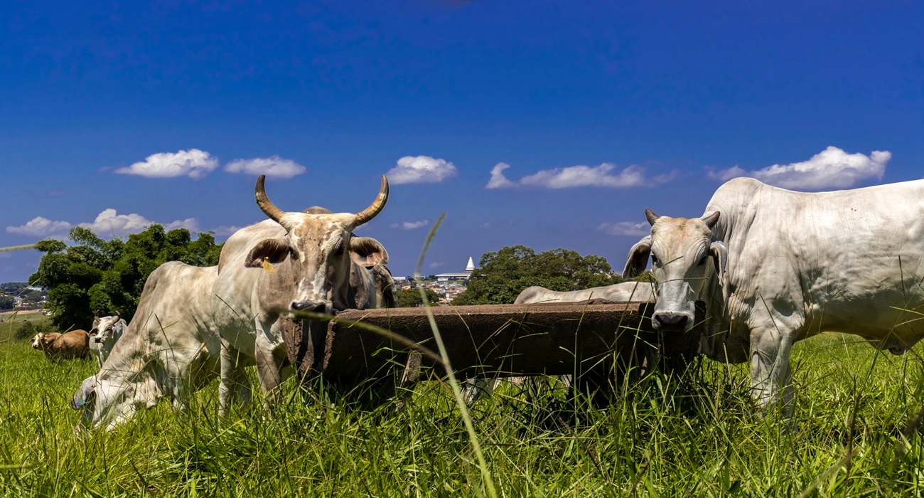 vaca