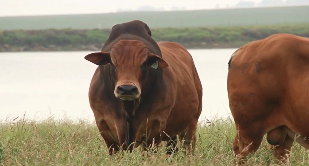 zebu