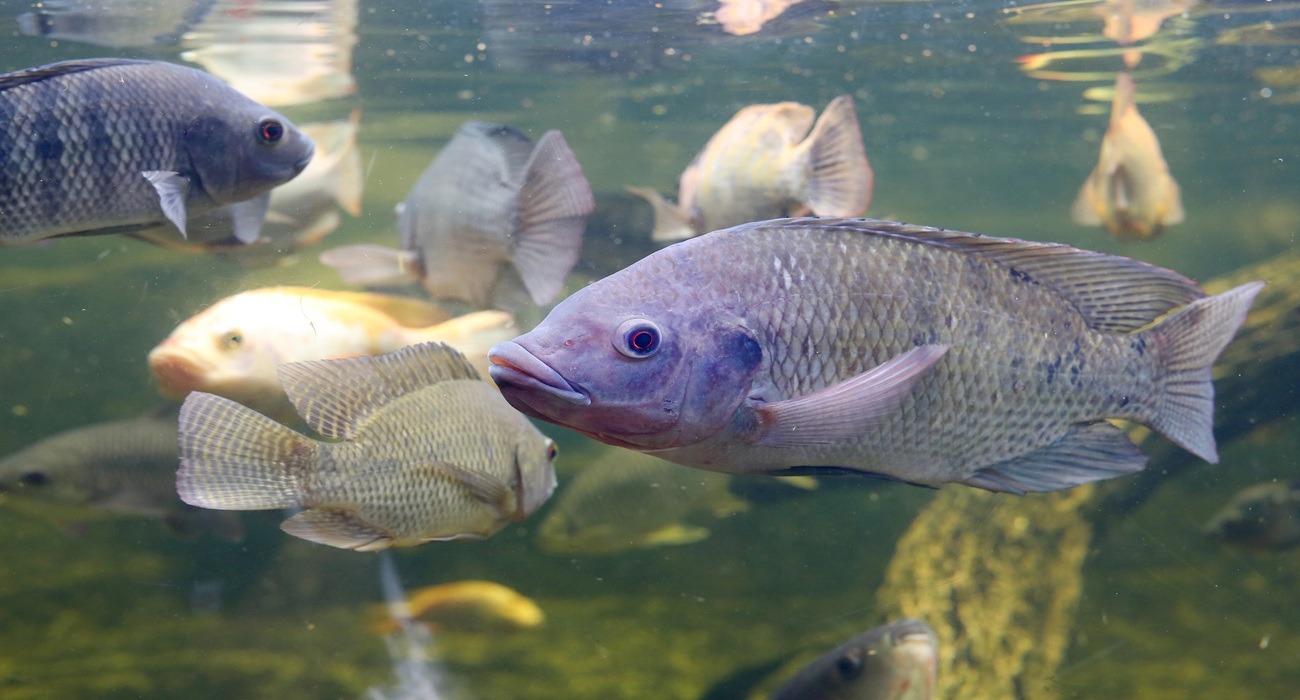peixe