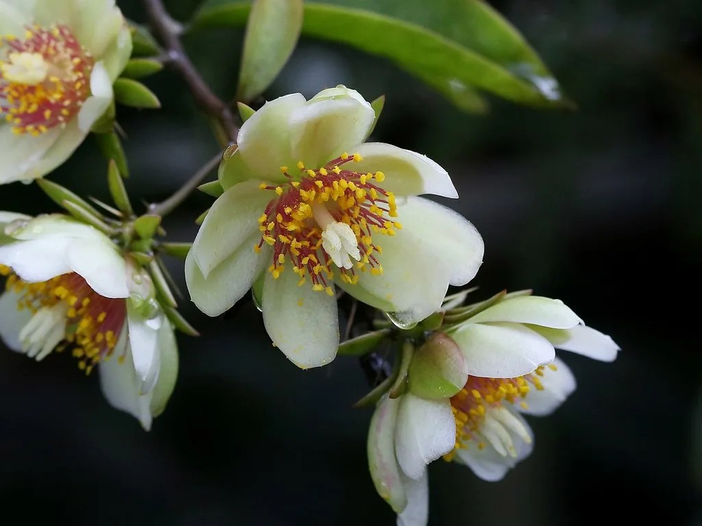 PANCs que dão dinheiro: plantas não convencionais lucrativas