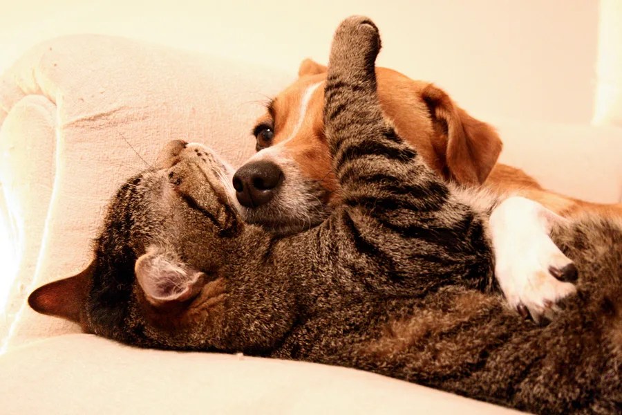 Doenças crônicas em cães e gatos: como a fisiatria ajuda
