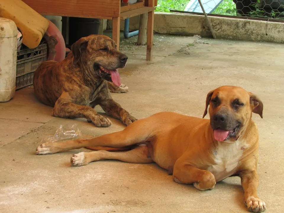 Cachorro emagrecendo: causas e como agir corretamente