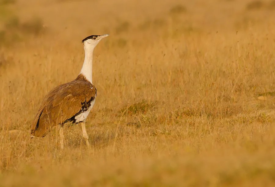 Great Indian Bustard: Características, Habitat e Extinção